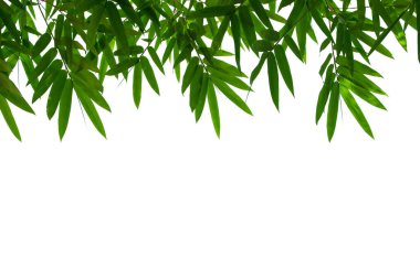 Bamboo leaves frame isolated on white background in forest. Light fresh jungle with growing, green bamboo leaves, zen bamboo. Single object with clipping path. Space for your text. Wide angle banner.