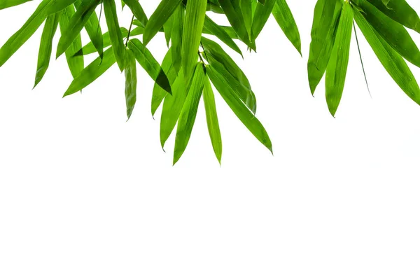 Bamboo leaves frame isolated on white background in forest. Light fresh jungle with growing, green bamboo leaves, zen bamboo. Single object with clipping path. Space for your text. Wide angle banner.