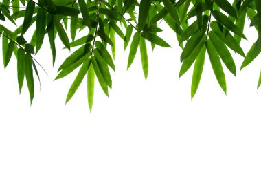 Bamboo leaves frame isolated on white background in forest. Light fresh jungle with growing, green bamboo leaves, zen bamboo. Single object with clipping path. Space for your text. Wide angle banner.