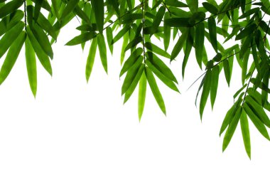 Bamboo leaves frame isolated on white background in forest. Light fresh jungle with growing, green bamboo leaves, zen bamboo. Single object with clipping path. Space for your text. Wide angle banner.