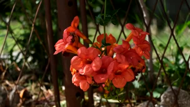 Red Flowers Wind — Vídeos de Stock