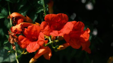 Big red flowers buds in closeup