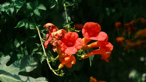 Big red flowers closeup under sun rays