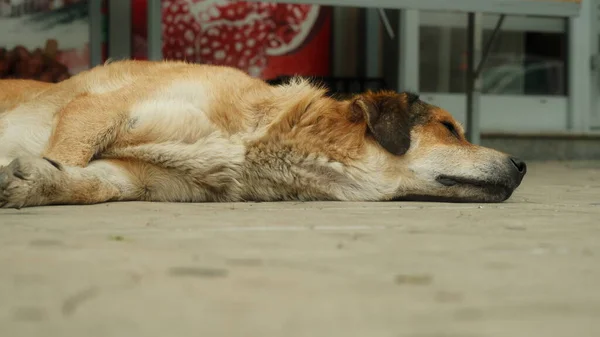 Old Sleepy Dog Street — Stock Photo, Image