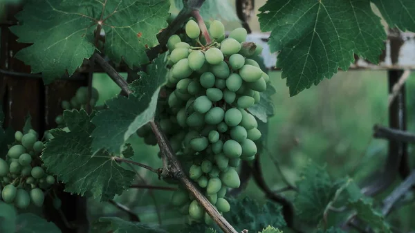 Big Bunch Grapes Grapes Leaves — Stock Photo, Image