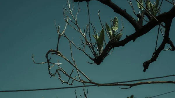 Green leaves on the summer blue sky