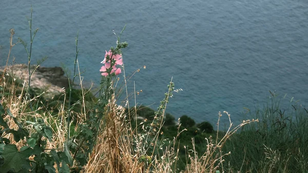 Alone Flower Edge Cliff — Stock Photo, Image
