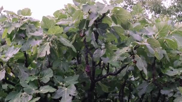 Rain Drops Figs Tree Leafs Close — Vídeo de Stock