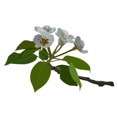 Armut çiçeği. Çiçekli armut dalı, çiçek açan bahar doğası, vektör.