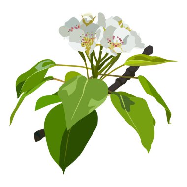 Armut çiçeği. Çiçekli armut dalı, çiçek açan bahar doğası, vektör.