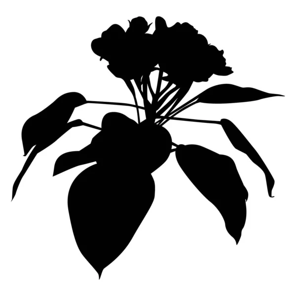 Silhouette Noire Fleur Poire Illustration Vectorielle Branche Poirier Fleurs Nature — Image vectorielle