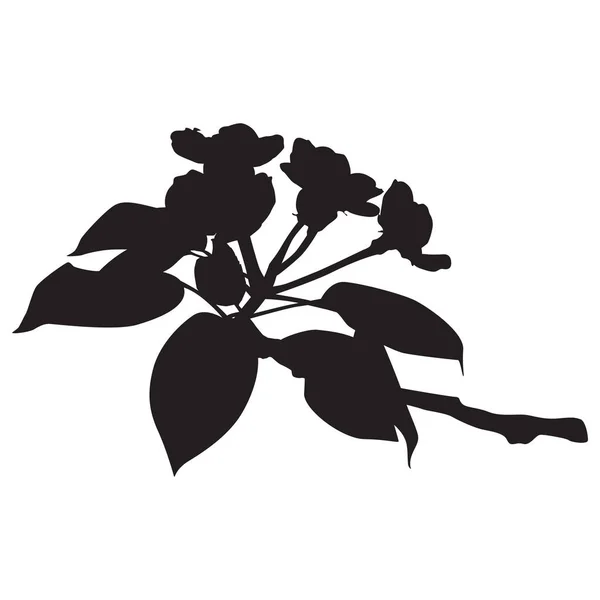 Silueta Negra Flor Pera Ilustración Vectorial Rama Floreciente Del Peral — Archivo Imágenes Vectoriales