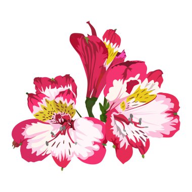 Pembe tropikal çiçek. Peru zambağı, Güney Amerika bitkisi, beyaz arka planda izole edilmiş vektör çizimi.