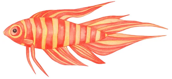 สีน้ํา ปลาสีแดงเขตร้อน ภาพวาดด้วยมือที่แยกจากพื้นหลังสีขาว . — ภาพถ่ายสต็อก