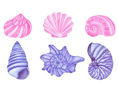 Suluboya Pembe ve Violet Deniz Kabukları seti. Su altı Deniz Kabukları beyaz arkaplanda izole.