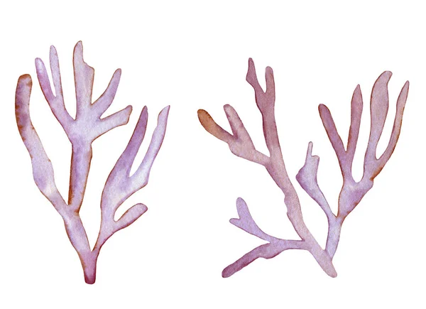 ปะการังเขตร้อนสีน้ํา ปะการังสีม่วงที่วาดด้วยมือแยกกันบนพื้นหลังสีขาว . — ภาพถ่ายสต็อก