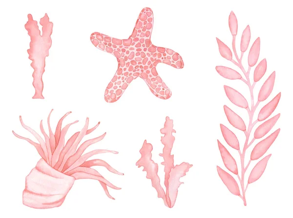 水中生活の水彩画 ピンク スター フィッシュ白い背景に隔離された海草や藻類 — ストック写真
