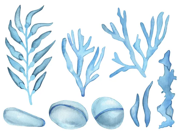 Akvarell Havskoraller Och Tång Handmålade Blå Havsstenar Och Alger Isolerad — Stockfoto