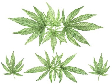 Esrar bitkisinin suluboya yeşil dalları beyaz arka planda yapraklarla