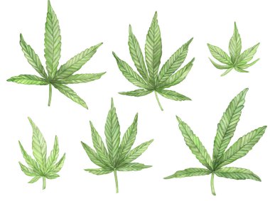 Esrar bitkisinin suluboya yeşil dalları beyaz arka planda yapraklarla