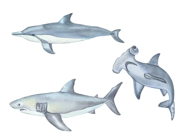 Akvarell Undervattensvarelser Delfin Haj Och Hammarhaj Fisk Isolerad Vit Bakgrund — Stockfoto