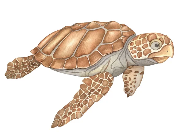 Watercolor Víz Alatti Lények Brown Sea Turtle Kézzel Rajzolt Illusztráció — Stock Fotó