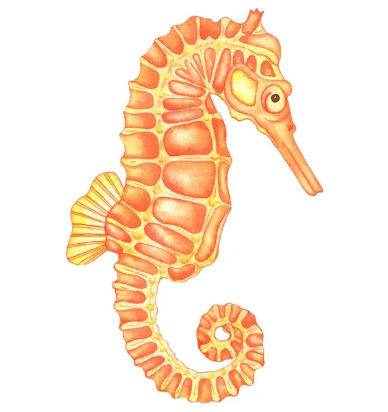 Akwarela Podwodne Stworzenia Orange Sea Horse Ręcznie Rysowane Ilustracja Izolowana — Zdjęcie stockowe