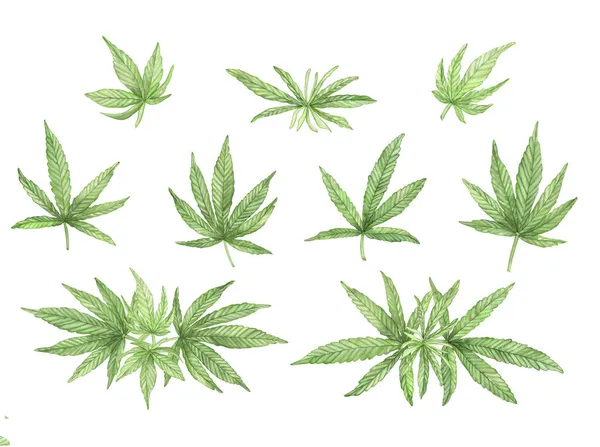 白色背景叶的大麻植物水彩绿分枝 — 图库照片