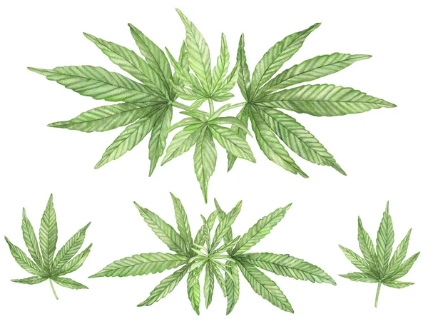 Akvarell Gröna Grenar Cannabis Växt Med Blad Vit Bakgrund — Stockfoto