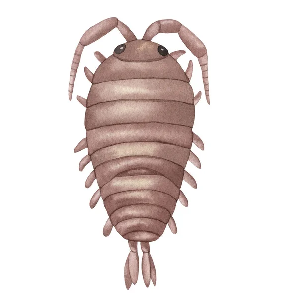 Υδατογραφία Υποβρύχια Πλάσματα Brown Bug Insect Χέρι Ζωγραφισμένα Εικόνα Απομονώνονται — Φωτογραφία Αρχείου