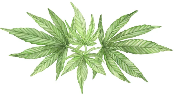 Aquarell Grüne Zweige Der Cannabispflanze Mit Blättern Auf Weißem Hintergrund — Stockfoto