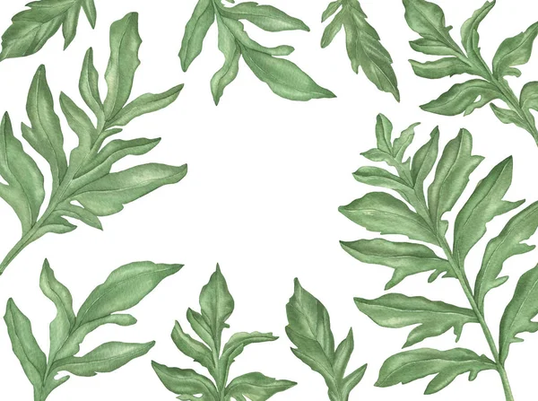 Υδατογραφία Cornflowers Πράσινα φύλλα και κλαδιά απομονωμένα σε λευκό φόντο. — Φωτογραφία Αρχείου