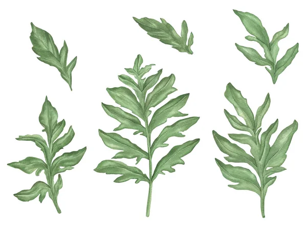 Akvarel Chrpy Zelené listy a větve izolované na bílém pozadí. — Stock fotografie