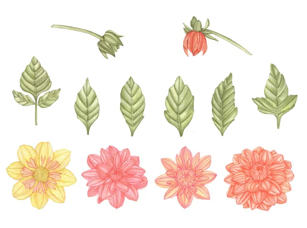 Aquarel Set Van Dahlia Bloemen Groene Bladeren Geïsoleerd Een Witte — Stockfoto