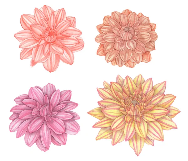 Watercolor Set Colorful Dahlia Flowers Isolated White Background — Stockfoto