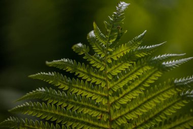 Mükemmel doğal eğrelti otu deseni, yeşil eğreltiotu yapraklarından yapılmış güzel bir arka plan..