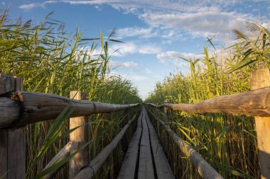 Kaniera Gölü adaları ve sazlıklar arasında süzülen tahta ördek yolu.