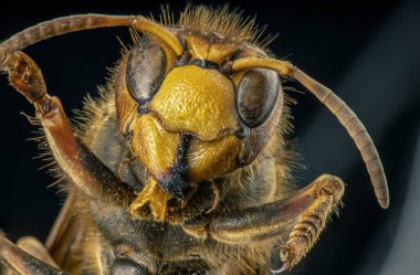 Extreme sharp and detailed study of wasp head on dark background, stacked from many shots into one photo