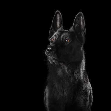 Alman çoban köpek izole Studio siyah arka plan üzerinde