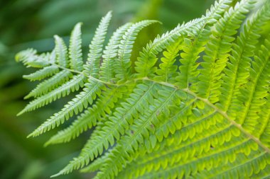 Mükemmel doğal eğrelti otu deseni, yeşil eğreltiotu yapraklarından yapılmış güzel bir arka plan..