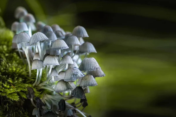 Magic Mushroom. Psilocybin mushroom images. A group of magic mushroomsautumn forest mushroom in the forest. Wild food and macro photography like in a fairy tale