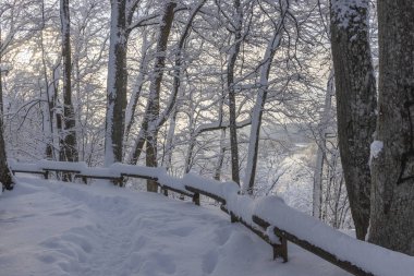 Kış arka plan manzara. Kış harikalar diyarı ağaçlarda. Kış sahne. Noel, yeni yıl arka plan
