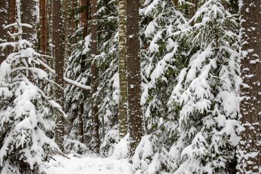 The powerful engine of a car. Internal design of engine. Car engine part. vintage powerful car engine.