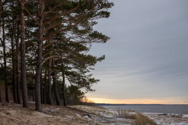 Winter baltic beach with sand, pine and grass. Photo with gray atmosphere.