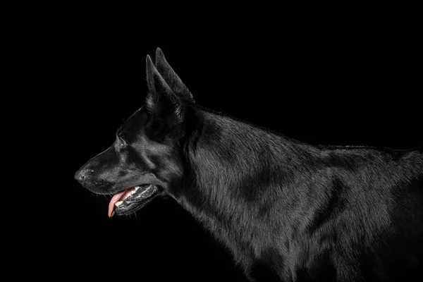 Γερμανικός Ποιμενικός Σκύλος Απομονωμένες Μαύρο Φόντο Στούντιο — Φωτογραφία Αρχείου
