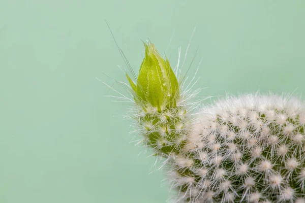 绿穗仙人掌室内植物 绿色背景 有彩色空间 — 图库照片