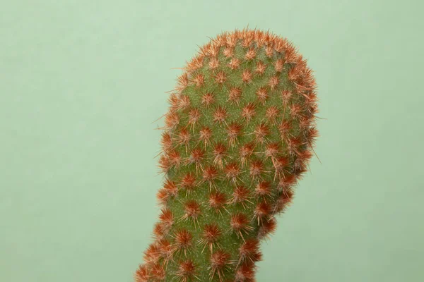 Cute Green Spike Cactus Houseplant Isolated Green Background Copyspace — Stock Photo, Image