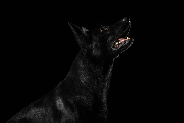 Γερμανικός Ποιμενικός Σκύλος Απομονωμένες Μαύρο Φόντο Στούντιο — Φωτογραφία Αρχείου