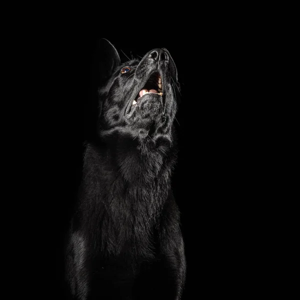 Německý Ovčák Pes Izolované Černé Pozadí Studiu Royalty Free Stock Fotografie