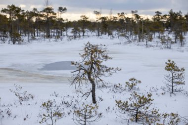 Bog hiking trail in Kemeri National Park. Landscape with snow-covered wooden boardwalk